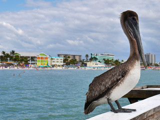Pelikan in Fort Myers Beach