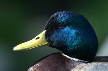 Stockente beim liegen