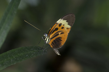 Butterfly 2017-38 / Butterfly on a leaf