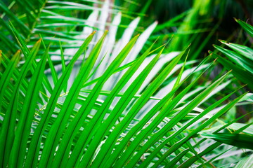 Thailand. Palm leaves