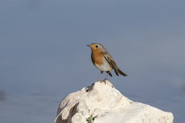 Petirrojo europeo (Erithacusrubecula) curioseando desde lo alto de una piedra con fondo azul