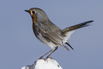 Petirrojo europeo (Erithacus rubecula) con la cola alzada con fondo azul