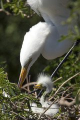 Great egret adult with young in the nest, Florida.