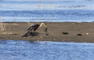 Cormorán grande (Phalacrocorax carbo) caminando con anguila en el pico