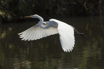 Great egret flying low over water in central Florida.