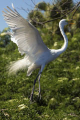 Great egret displaying breeding plumage at a rookery in Florida.