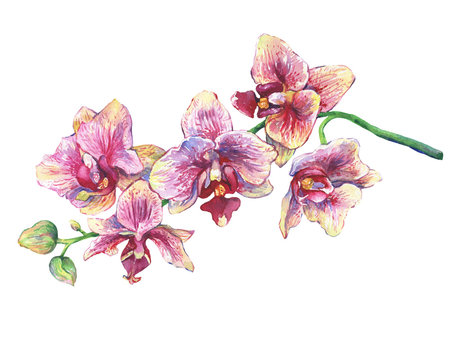 The branch of blossoming tropical pink flowers orchids, close-up ( Phalaenopsis, orchis). Hand drawn watercolor painting illustration on white background.