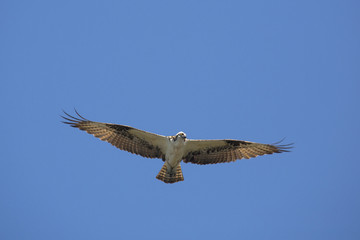 Osprey flying in a clear blue sky in central Florida.