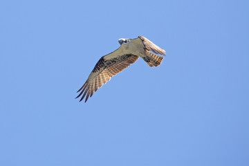 Osprey flying in a clear blue sky in central Florida.