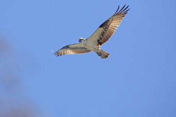 Fototapeta na wymiar Osprey flying in a clear blue sky in central Florida.
