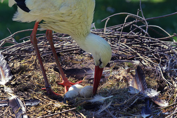 Nest, Storch