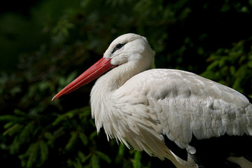 Storchenportrait