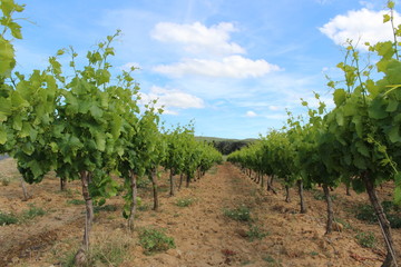 Fototapeta na wymiar vignes saint andré de roquelongue