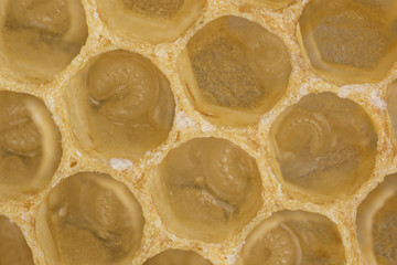 bee combs with bee eggs and young bees - drones
