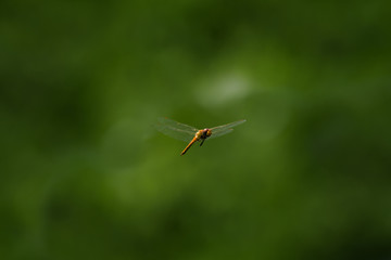 Dragonfly