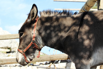 A donkey at a farm in Biokovo park, Croatia