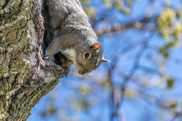 squirrel hanging from side of tree looking into camera