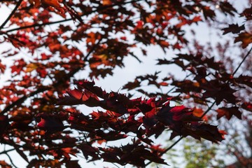 Leaves of the red maple tree. Slovakia