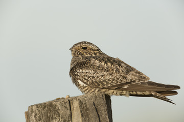 Comon Nighthawk Post