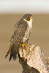Peregrine Falcon Perched