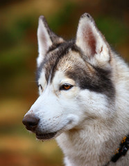 husky dog closeup portrait