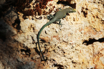 A lizard on a stone wall in Dubrovnik, Croatia 