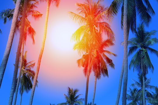 Retro photo background with palm trees