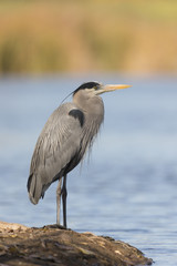 Obraz premium Great Blue Heron Standing