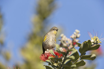 Yellow-rumped Warbler 