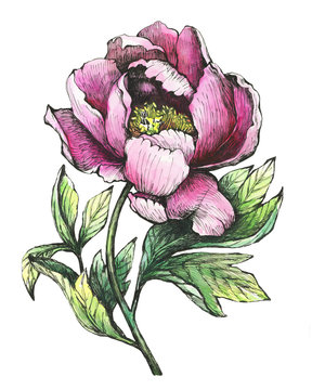 pink peony flower watercolor painting clip art preview