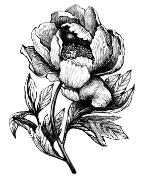 Fototapeta The branch flowering peony (peonies, paeony, paeonia), isolated on white background.  Hand drawn graphic  illustration.