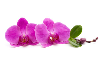 Naklejka na ściany i meble Pink orchid on the white background.