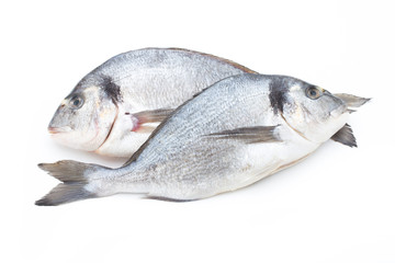 Fototapeta premium Fresh bream sea isolated on white background.
