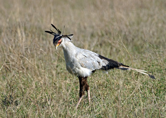 Secretarybird in Ngorongoro Crater, Tanzania