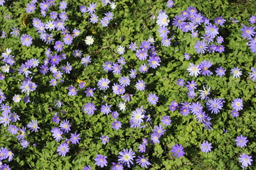Blue flowers