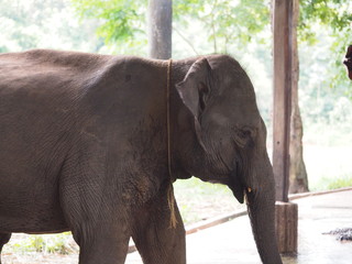 Fototapeta premium elephant in a hotel in Thailand