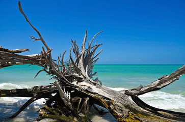 Beautiful Weathered Driftwood