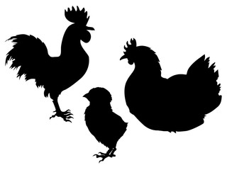 chicken family