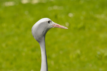 Paradieskranich im Park