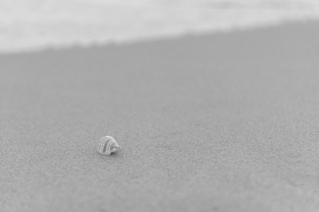 shellfish on the beach