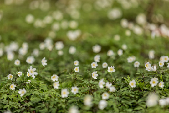 Vitsippor i skogsgl&auml;nta