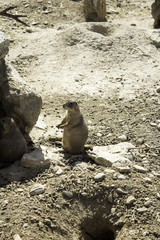 Prairie dog Meadow