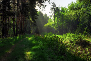 Path In The Summer Forest