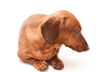 Red dachshund