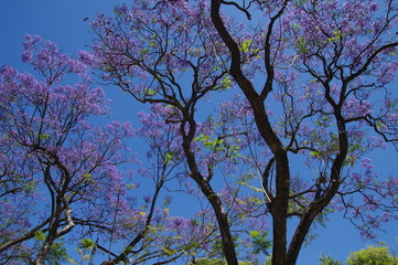 Jacaranda