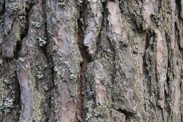 brown pine bark in the forest