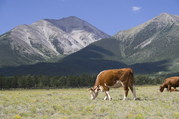 Fototapeta na wymiar Horned Hereford Cow in Mountain Meadow