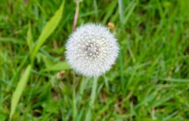 A white dandelion on a close up view.