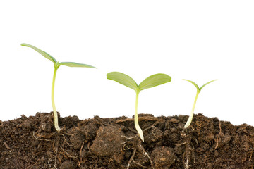 Three different growing cucumber plants close up. Roots and soil cutaway visible. Flat lay isolated on white