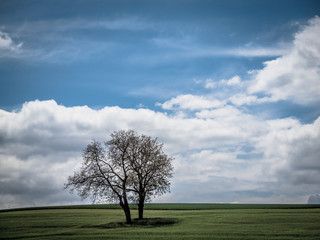 Fototapeta na wymiar Obstbäume im Feld